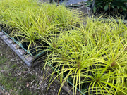 Ponytail Palms with narrow arching leaves arranged in nursery pots